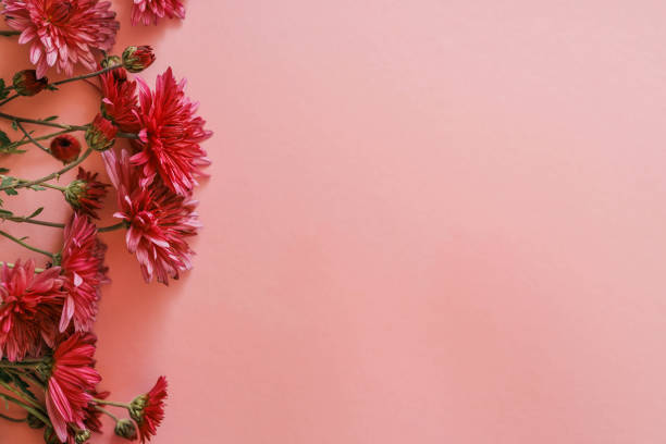 istock Red chrysanthemums arranged against a soft pink background, creating a vibrant and elegant floral composition perfect for seasonal, romantic, or aesthetic themes 2185990634