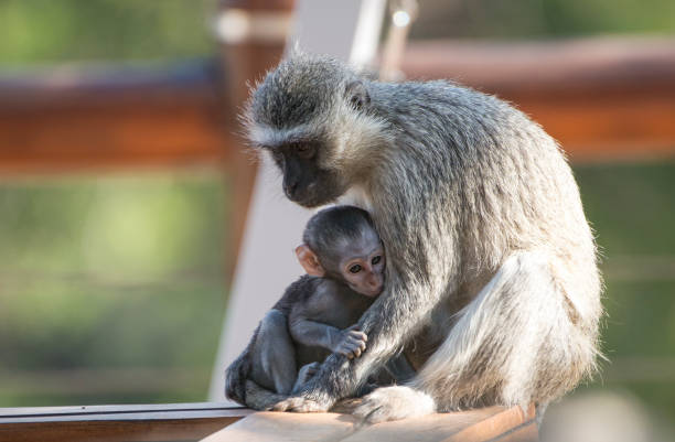 Baby African monkey clutching it's mother