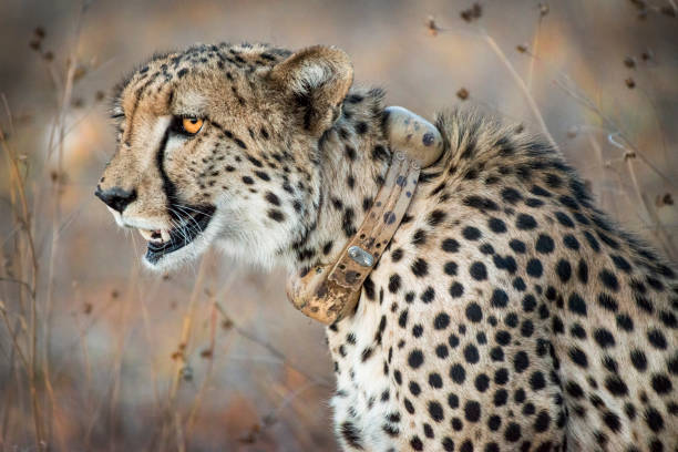 Cheetahs survive on the plains of southern Africa