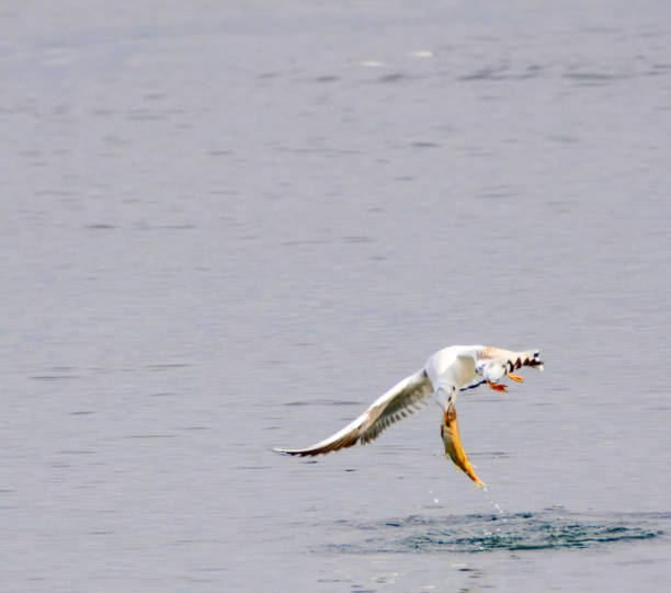 A seagull was caught mid-flight holding a fish in its beak, climbing to the surface of the water with blurred birds in the background...