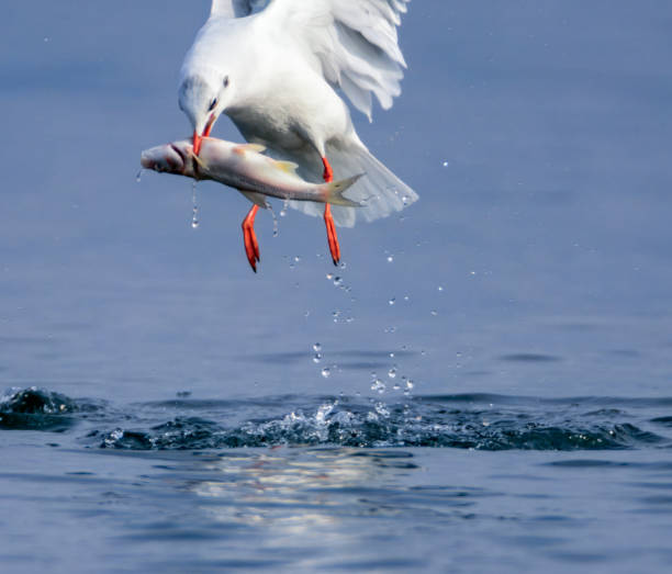 A seagull was caught mid-flight holding a fish in its beak, climbing to the surface of the water with blurred birds in the background...