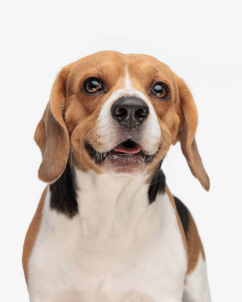istock adorable beagle looking up, sticking out tongue and panting 2185994149