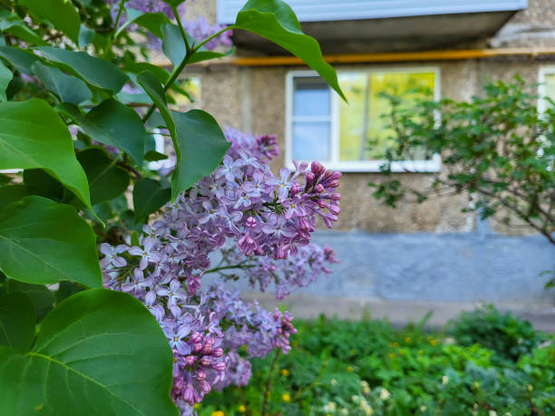 istock Under the windows is a blooming lilac bush on a clear spring day. 2185994499