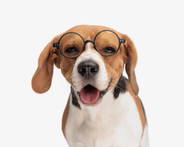 istock adorable beagle with reading glasses sticking out tongue and panting 2185994513