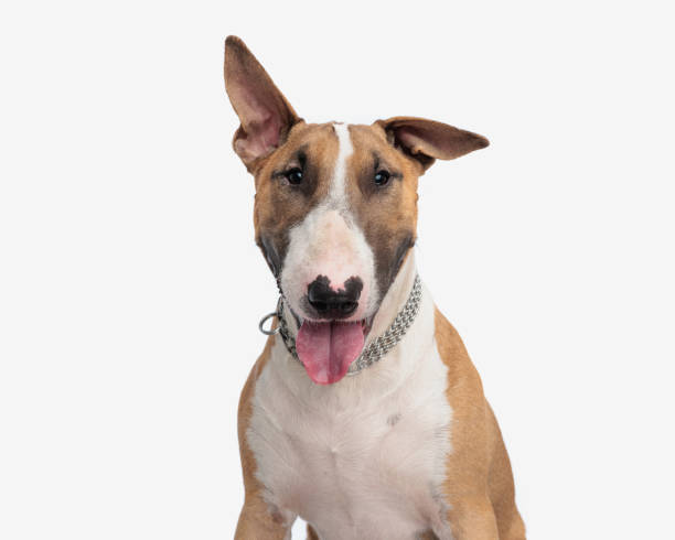 istock cute big bull terrier dog sticking out tongue and panting 2185994591