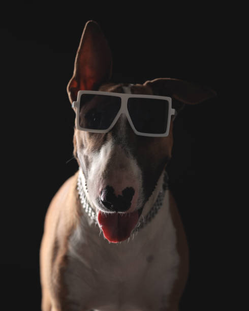 istock cute bull terrier dog with sunglasses and silver collar panting 2185994614