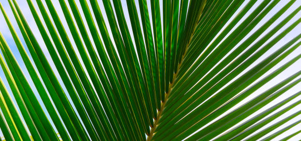 istock Bottom view of tropical palm trees leaves in blue sky background 2185997259