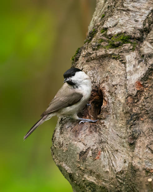 istock Willow Tit perched on a tree trunk, entering his nest to feed the chicks. Poecile montanus in natural habitat, Romania 2185997264
