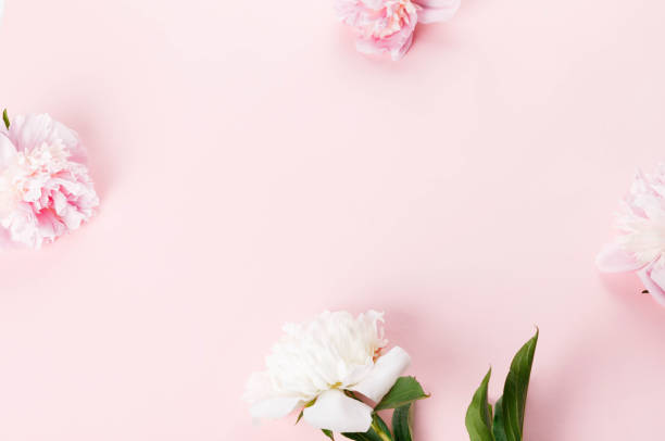 istock Romantic composition, delicate white peonies flowers close-up. Fragrant pink petals. Beauty, wedding, mothers day concept 2185997403