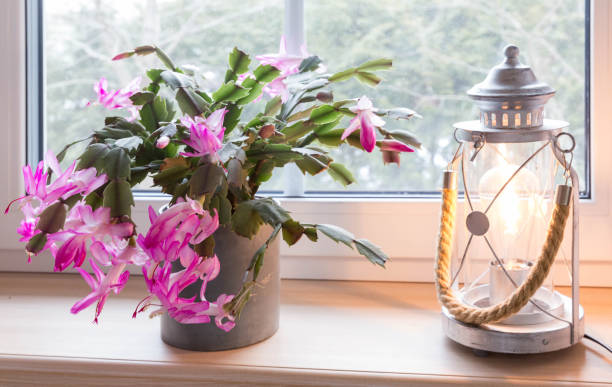 istock Schlumberger. Blooming pink cactus on the windowsill and a lantern. 2185997408