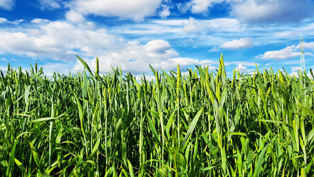 istock A field of green wheat under a sky sprinkled with clouds 2185998326