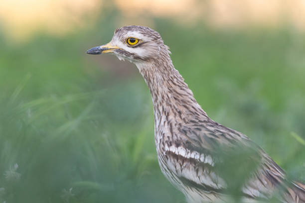 istock Eurasian Stone-curlew in its environment (Burhinus oedicnemus) 2186002121