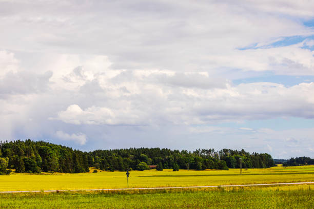 Countryside landscape with vibrant green and yellow fields, distant forest and cloudy sky.