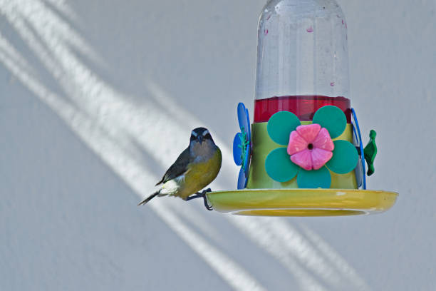 istock bird known as Bananaquit (coereba flaveola), perched on a plastic feeder, staring at the camera. 2186004639