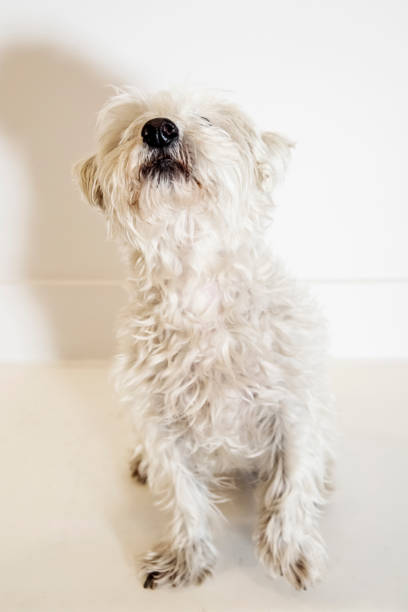 Expressive male bichon-westie dog on white background. He is medium small and quite old. Vertical indoors full length shot. This was taken in Montreal, Quebec, Canada.