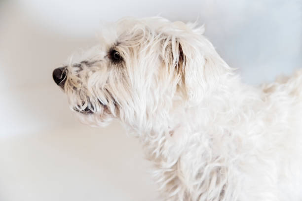 Expressive male bichon-westie dog on white background. He is medium small and quite old. Horizontal indoors waist up shot. This was taken in Montreal, Quebec, Canada.