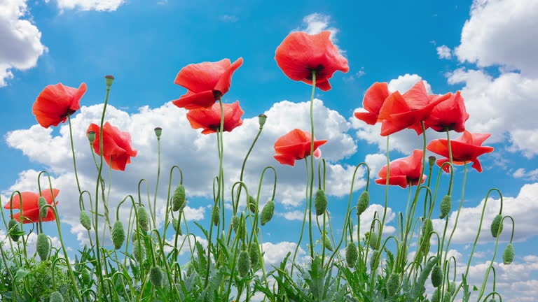 Red Poppies Flowers Swing in Wind on a Cloud Sky Background. Bottom-up View on Spring Poppy's Outdoor. Remembrance Poppy as Symbol of Victims Of All Military And Civil Armed Conflicts