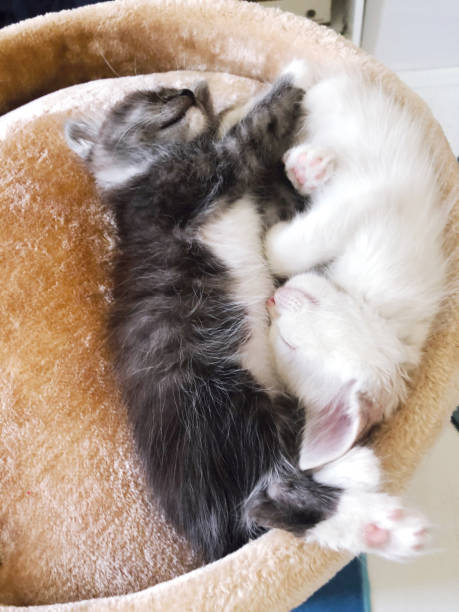 istock two cute kittens white and gray are sleeping cuddled 2186006872