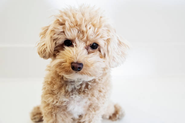 Expressive male maltipoo dog on white background. He is young and very small with beige and white fur. Horizontal indoors waist up shot. This was taken in Montreal, Quebec, Canada.