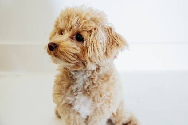 istock Expressive male maltipoo dog on white background. 2186007922