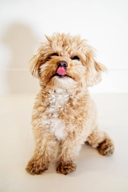 istock Expressive male maltipoo dog on white background. 2186007925