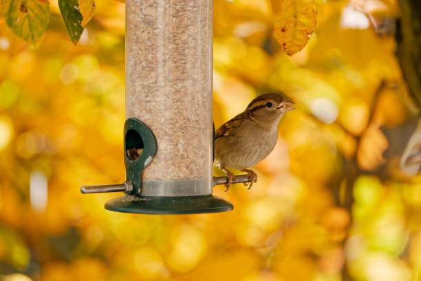 sparrow eating seeds from a feeder. seasonal bird feeding.
