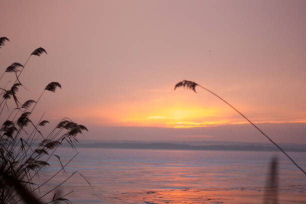 a field of grass with a sunset in the background.