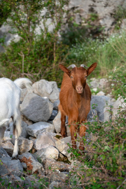 Beautiful little brown goats on the rocks
