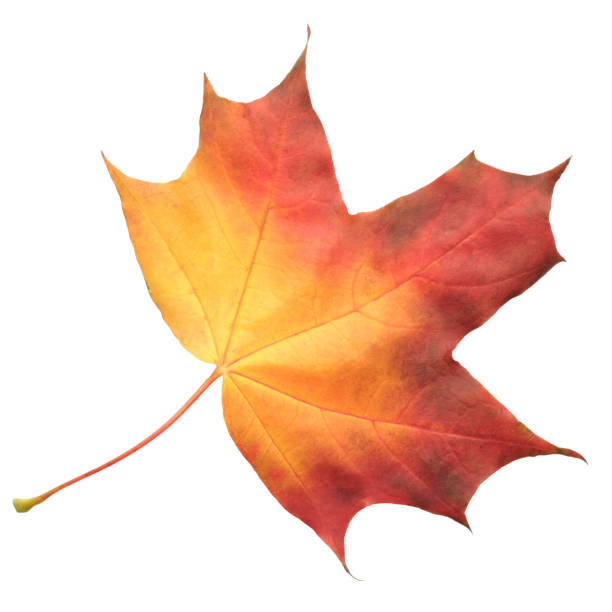 istock A leaf of a maple tree is shown in full color. The leaf is red and has a slightly brownish tint. The leaf is positioned on a white background, which makes the leaf stand out and appear more vibrant 2186012478