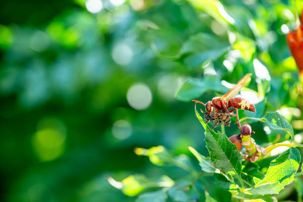 istock Stunning Predation: Macro Photo of a Wasp Preying on a Bee 2186015910