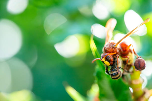 Stunning Predation: Macro Photo of a Wasp Preying on a Bee