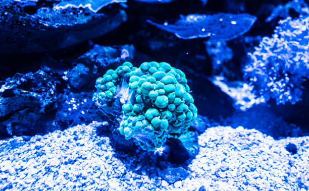 istock Deep sea aquarium tropical fish sea life close up 2186016556