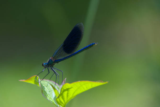 istock Damselfly with Transparent Wings on a Leaf 2186017650