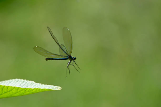 A banded demoiselle dragonfly (Calopteryx splendens) captured mid-flight as it gracefully lifts off from a leaf. The transparent wings and shimmering body create a striking contrast against the lush green background.