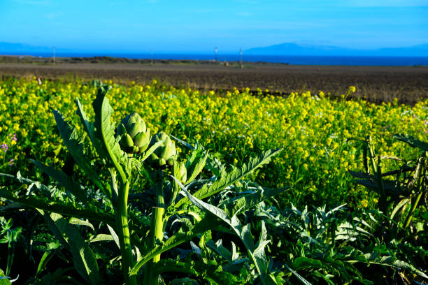 Coastal farm of ripe artichokes globes, ready for harvest, with a cloudy sky in the background.Taken in Santa Cruz, California, USA