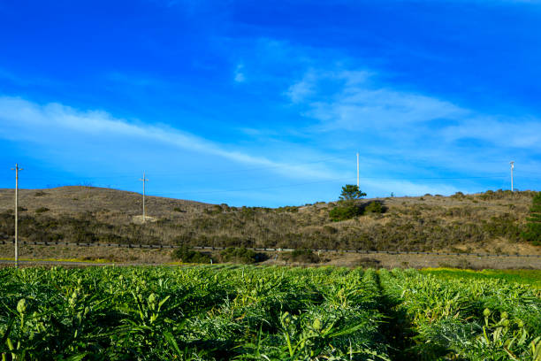 Coastal farm of ripe artichokes globes, ready for harvest, with a cloudy sky in the background.Taken in Santa Cruz, California, USA