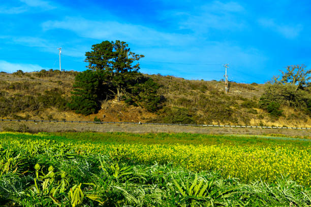 Coastal farm of ripe artichokes globes, ready for harvest, with a cloudy sky in the background.Taken in Santa Cruz, California, USA