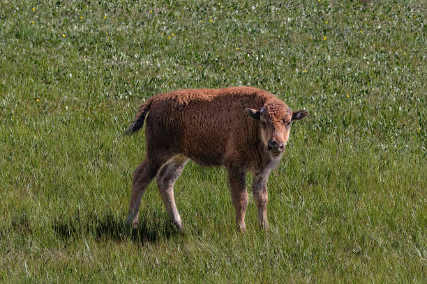 Young calf, American Plains Bison (Bison bison bison) standing in grassy field. At Grand Canyon's North Rim.