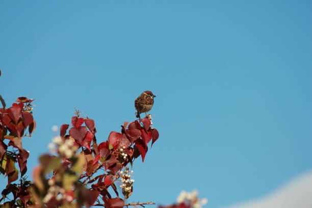 The sparrow is pecking at something on a red leaf.