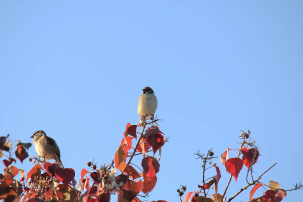 The sparrow seems to be conversing with other sparrows on a red leaf.