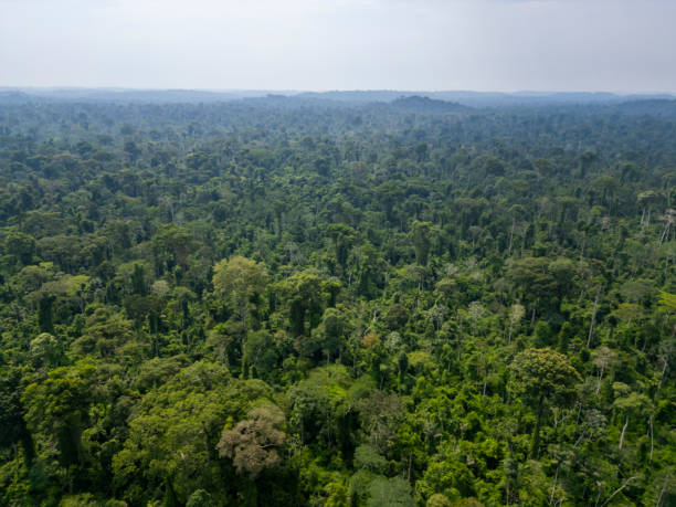 istock Aerial view of Amazon rainforest 2186033505