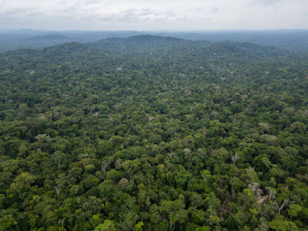 istock Aerial view of Amazon rainforest 2186033508