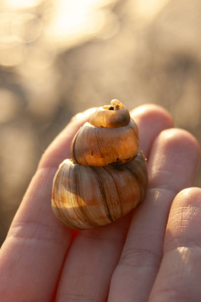 istock a closeup shot of hand holding a shell 2186033516