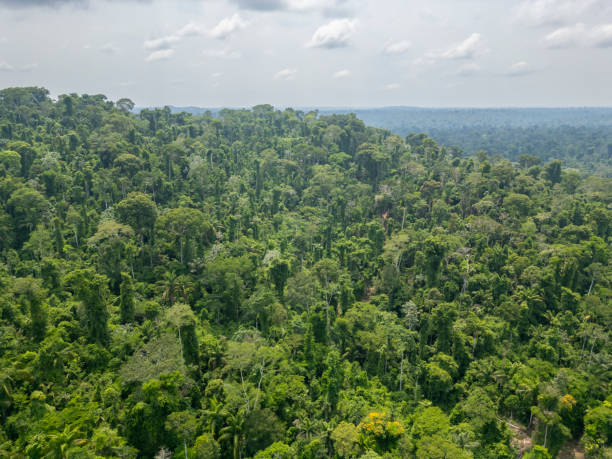 istock Aerial view of Amazon rainforest 2186033522