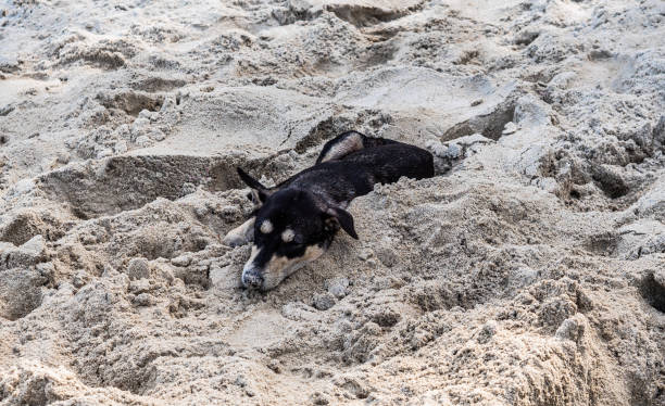 istock Stray dog in the sand relaxing enjoying tropics 2186033614
