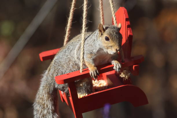 istock Squirrel on red wood chair bird feeder 2186034901