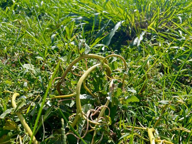 istock weed (Amaranthus) in the process of being killed by herbicide 2186036192