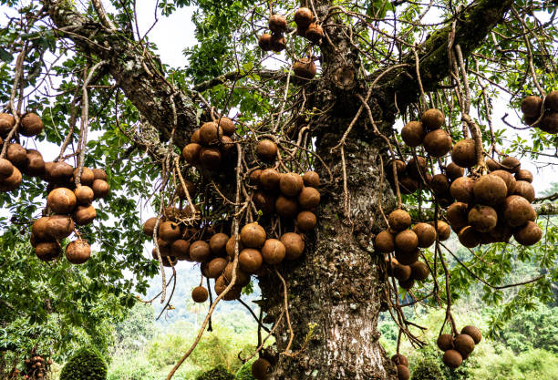 Tropical fruit growing plants southeast asia malaysia photo