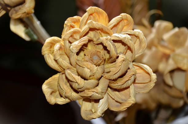 The beauty of the corn straw flower in the vase decorating the environment