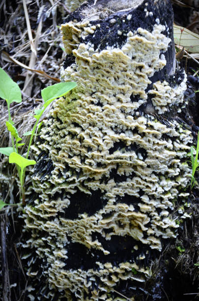 istock Burnt bamboo trunk covered in clear fungus in the forest 2186040378